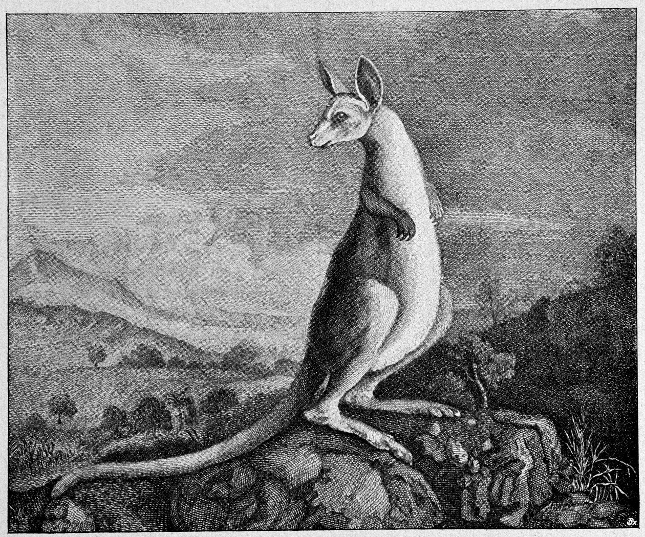 Kangourou d