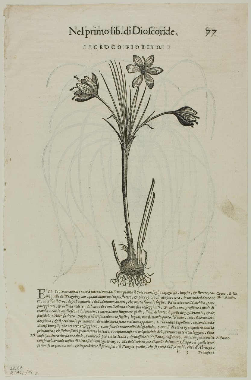 Feuille de Discorsi par Petrus Andreas Matthiolus, planche 99 de Gravures sur bois des livres du XVIe siècle - Unknown artist