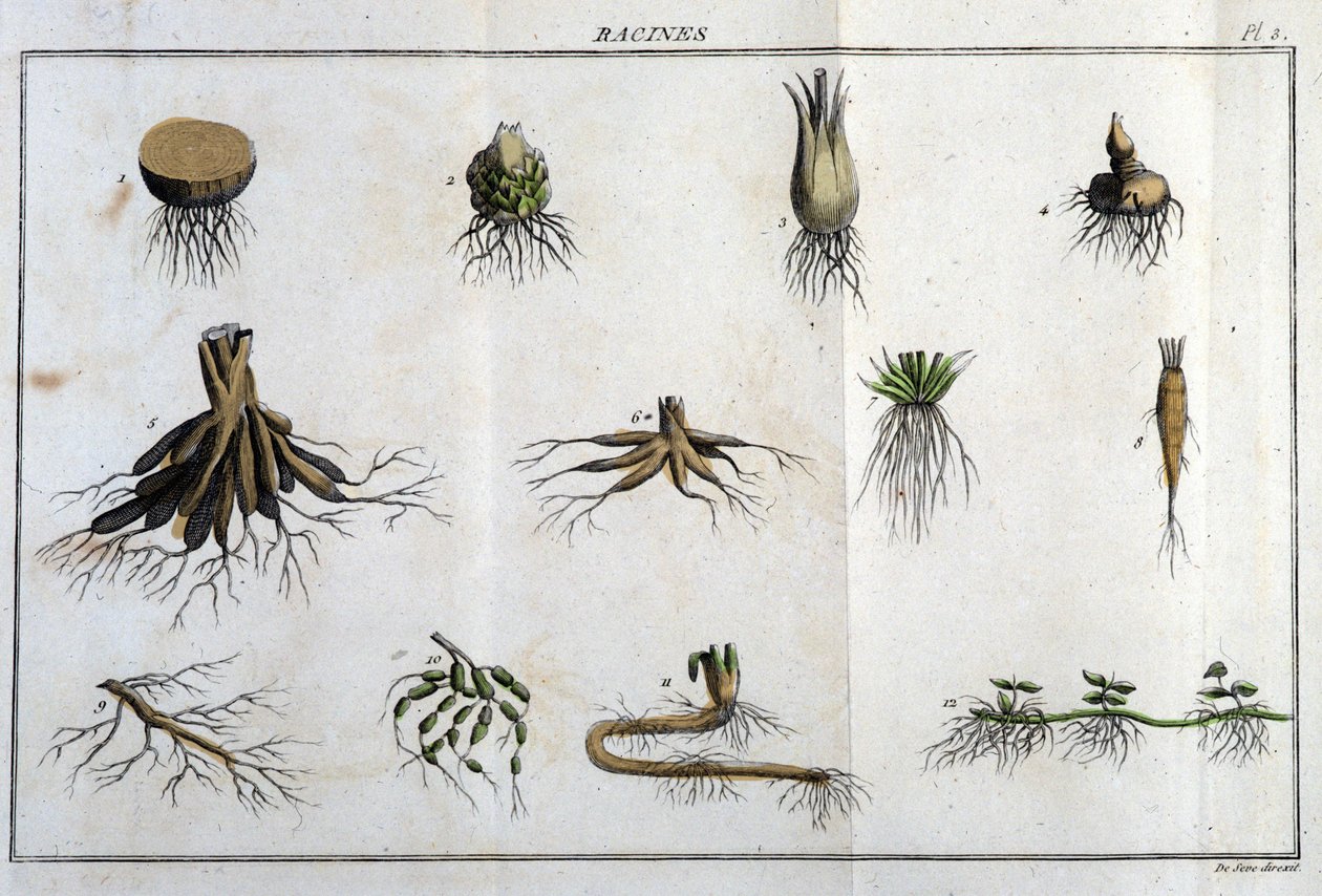 Les racines : dans « Flora Françoise, ou une brève description de toutes les plantes qui poussent naturellement en France, arrangées selon une nouvelle méthode d