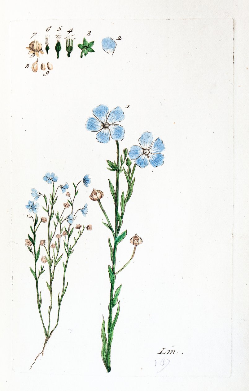 Lin - Unknown artist