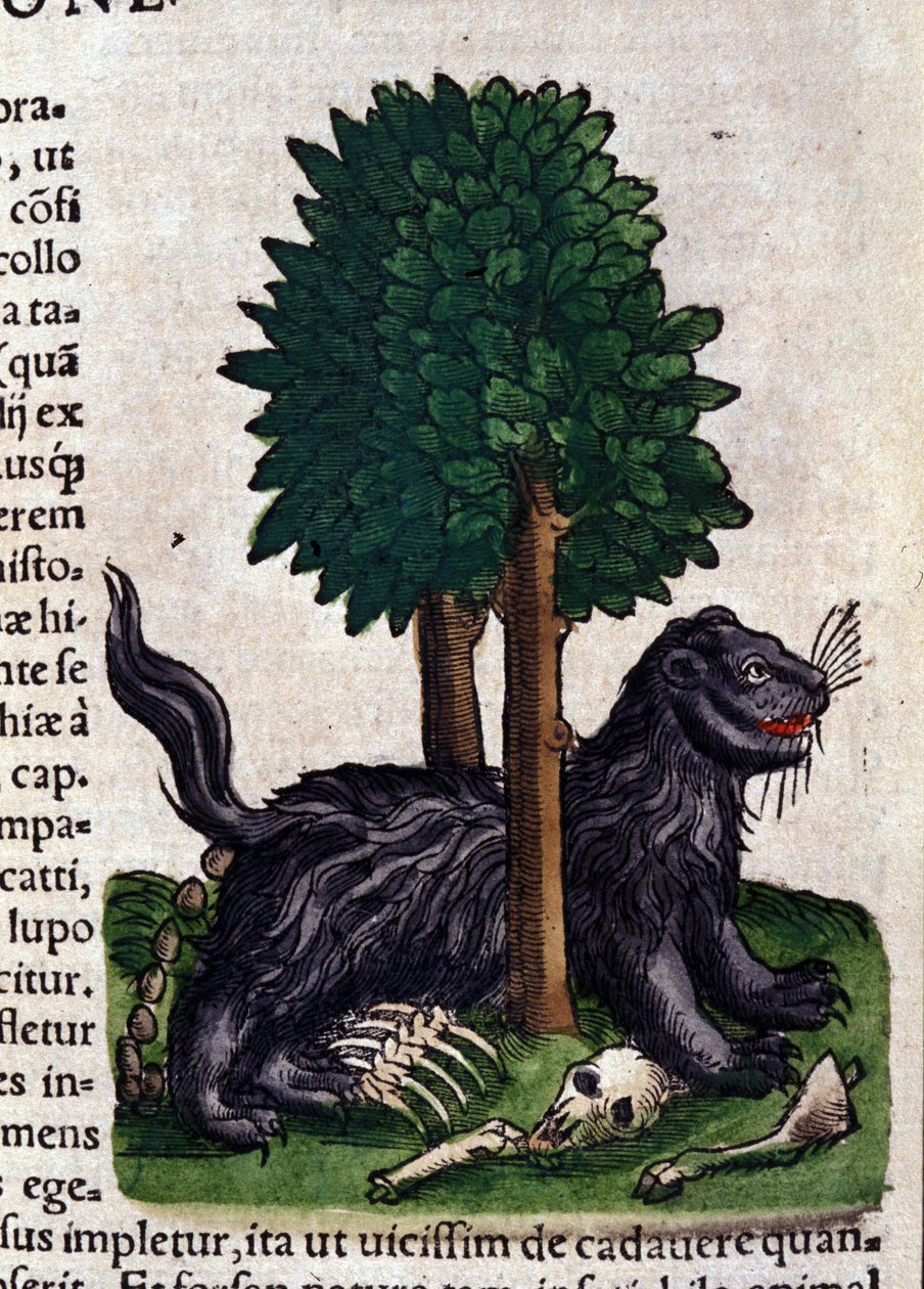 Lion. dans Historia Animalium par Conrad Gesner (1516 - 1565), Tiguri - Unknown artist