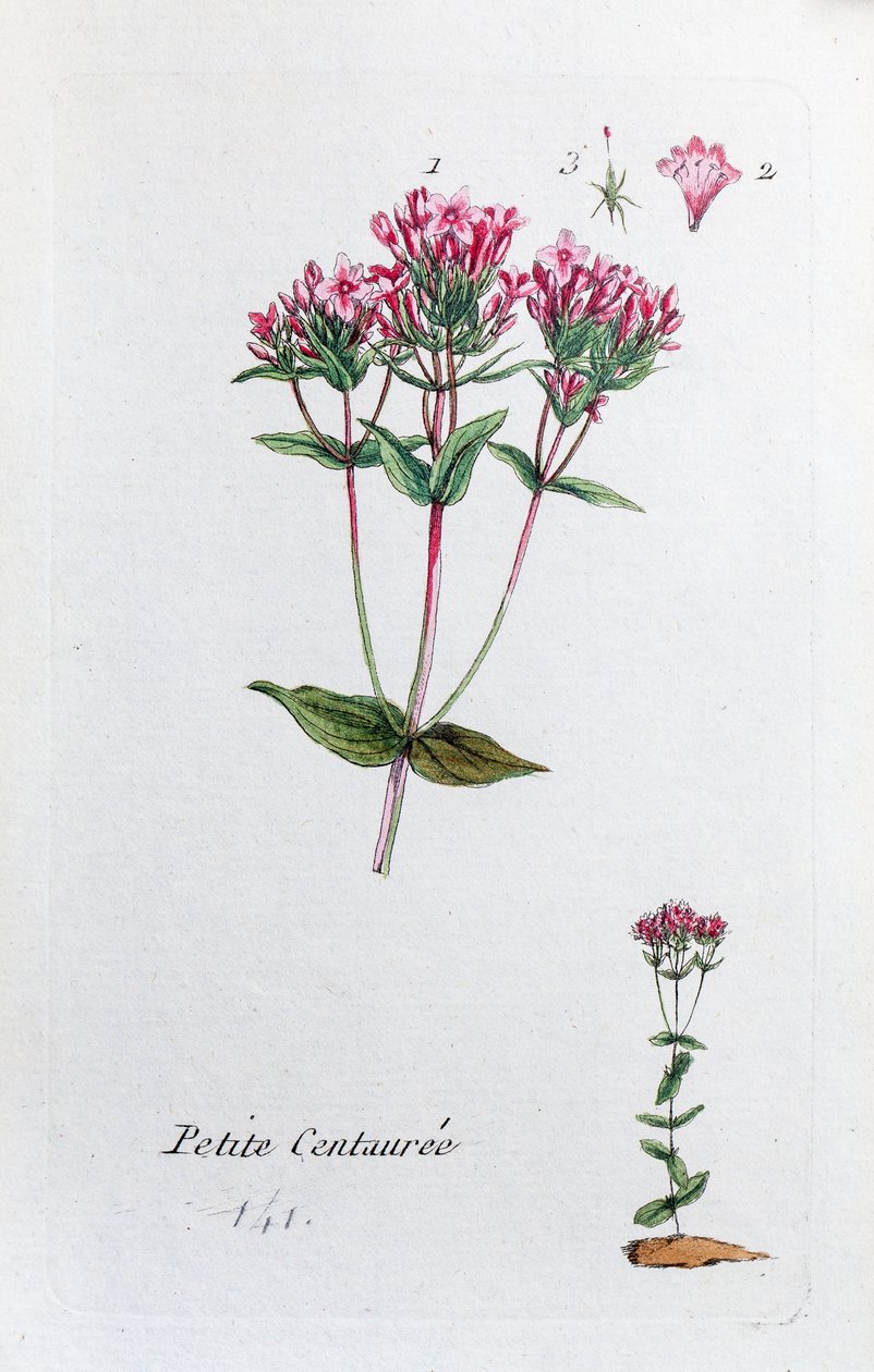 Petite Centaurée - Unknown artist