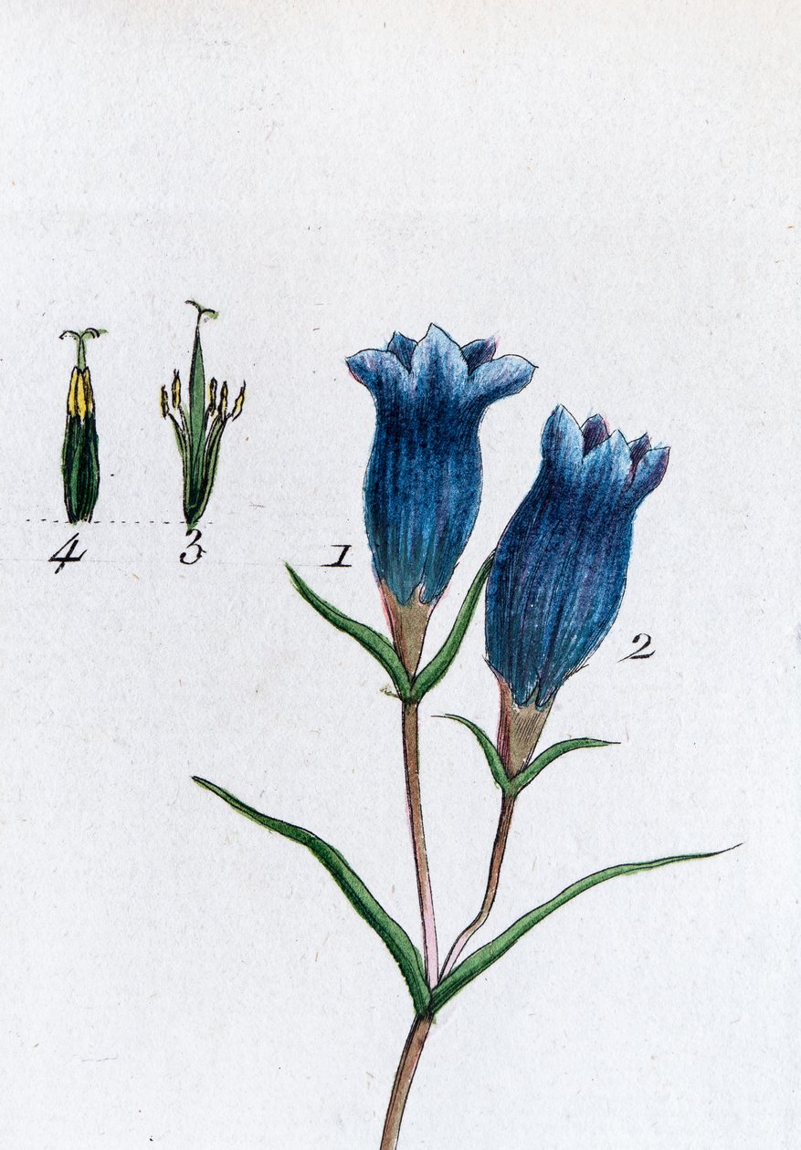 Petite gentiane (gentiane des marais - Unknown artist