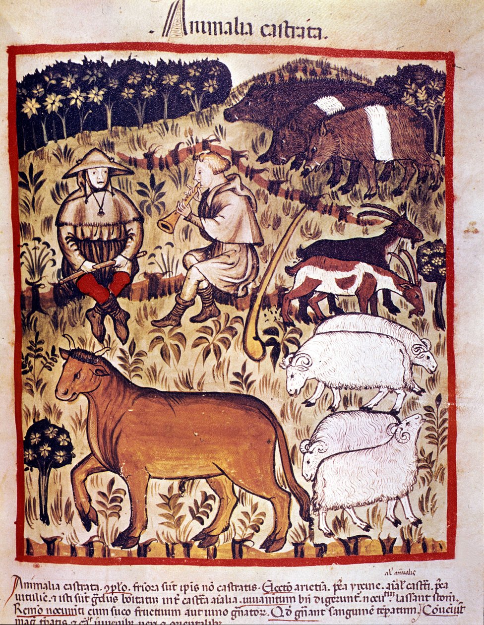 Élevage, moutons, chèvres et cochons. Enluminure du « Tacuinum sanitatis » - Unknown artist