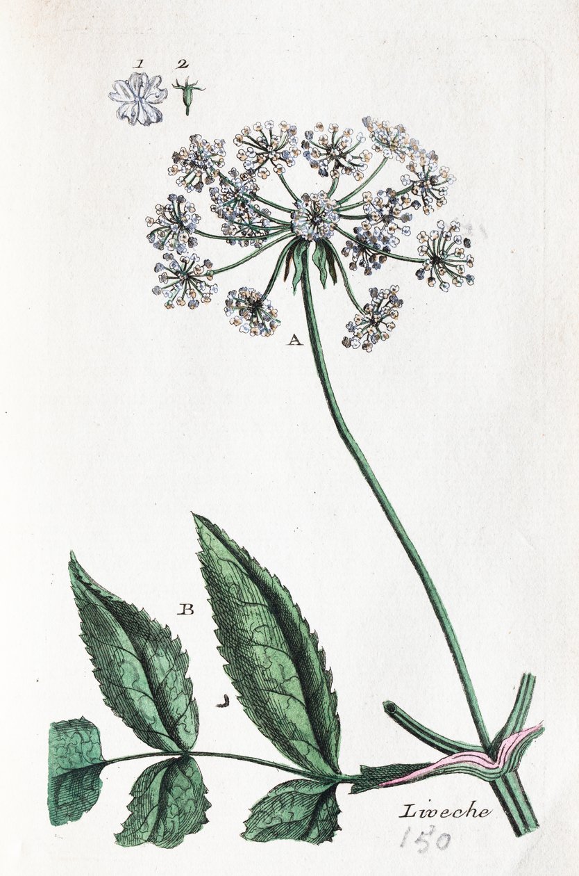 Lovage - Unknown artist