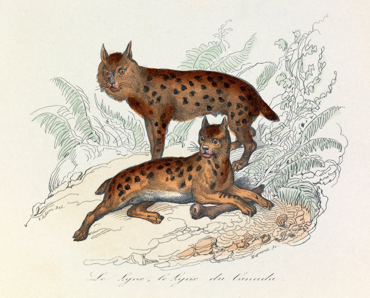 Lynx et lynx du Canada, deux mammifères quadrupèdes, classés par Linneene et Cuvier (gravure) - Unknown artist