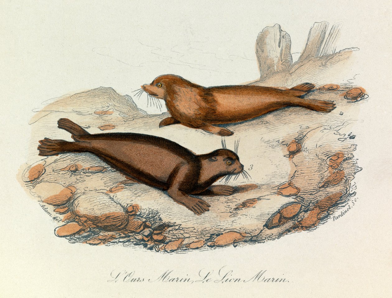 Ours et lion marins classés selon la nomenclature de Linné et la classification de Cuvier (gravure) - Unknown artist