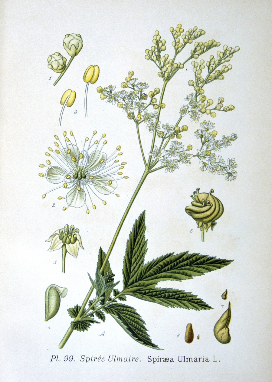 Reine-des-prés - Unknown artist