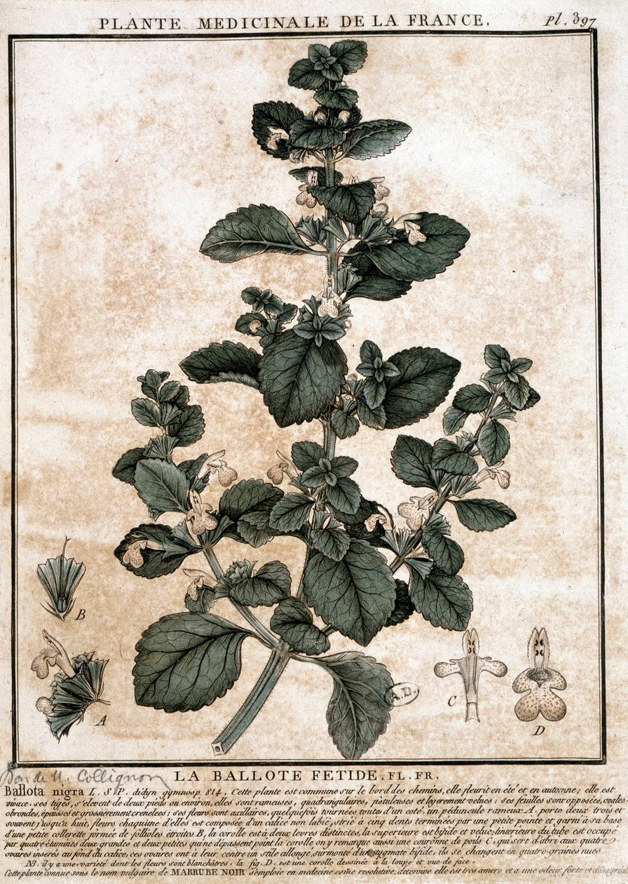 Plante médicinale de France : la belotte fétide - Unknown artist