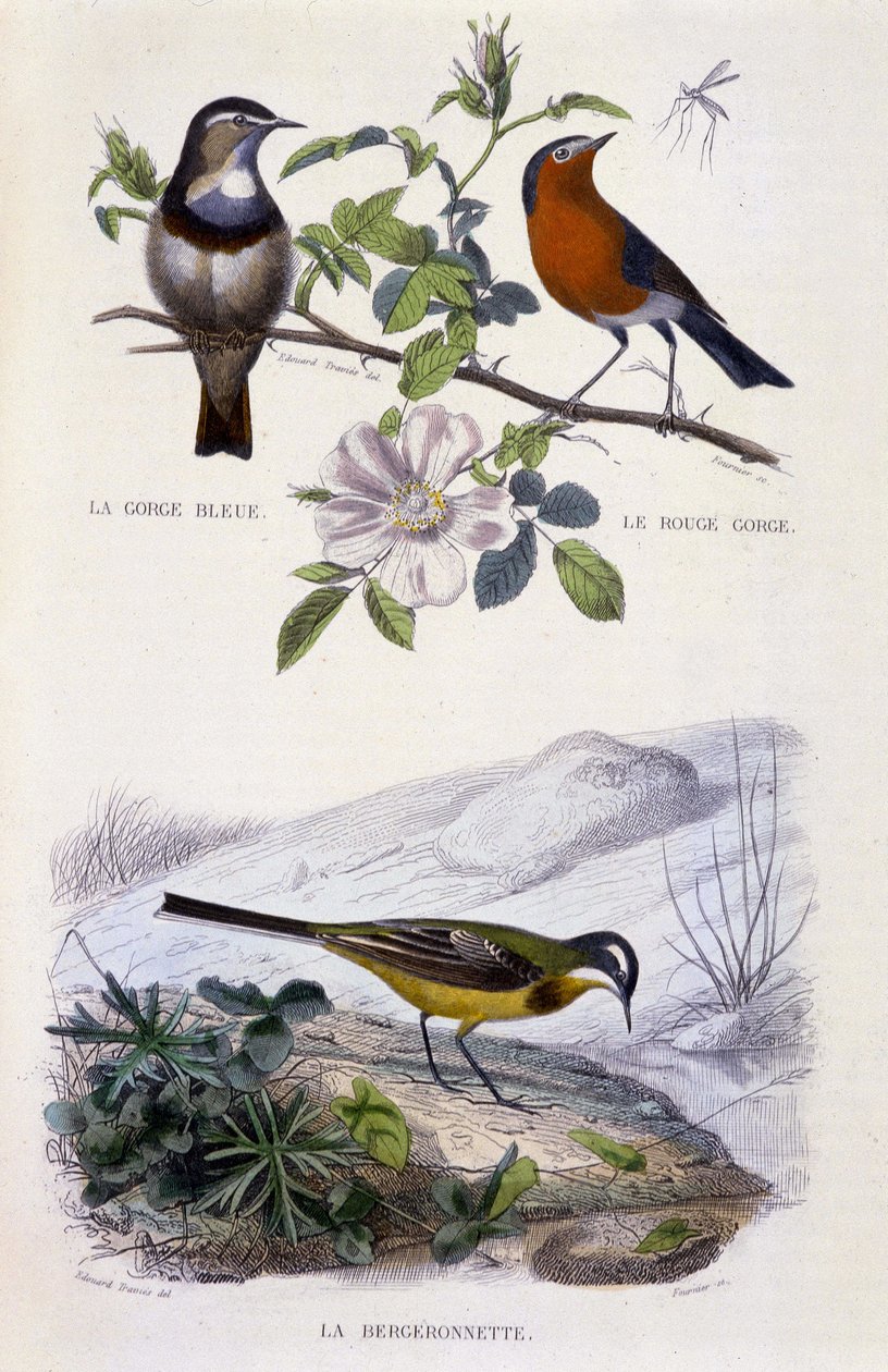 Histoire naturelle : Oiseaux : La gorge-bleue, le rouge-gorge et la bergeronnette - dans « Œuvres de Buffon, T.5, éd. Fume Jouvet & Cie - Unknown artist