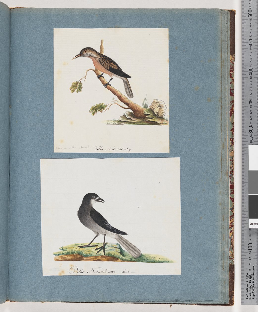 Page 103. Oiseau non identifié. Méliphage. 104. Oiseau non identifié - Unknown artist