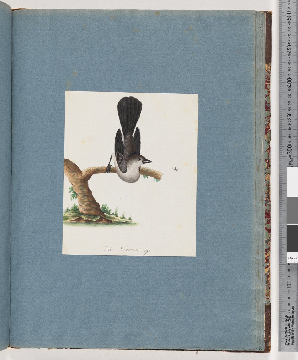 Page 107. Oiseau non identifié - Unknown artist
