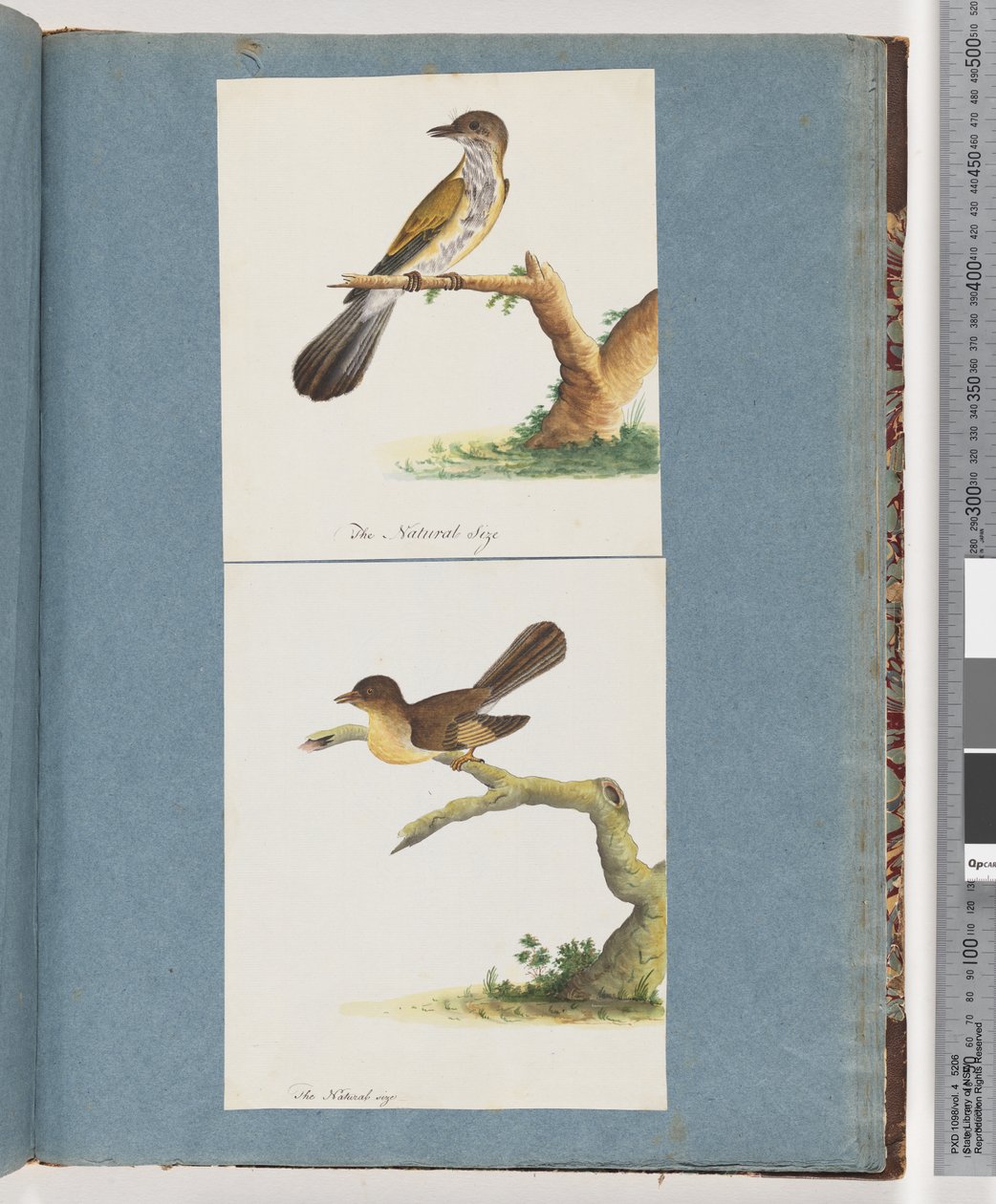 Page 111. Oiseau non identifié. 112. Oiseau non identifié. - Unknown artist