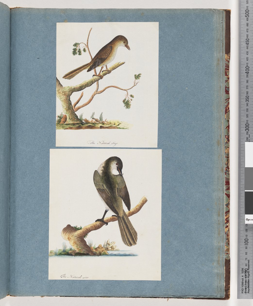 Page 113. Oiseau non identifié. 114. Oiseau non identifié - Unknown artist