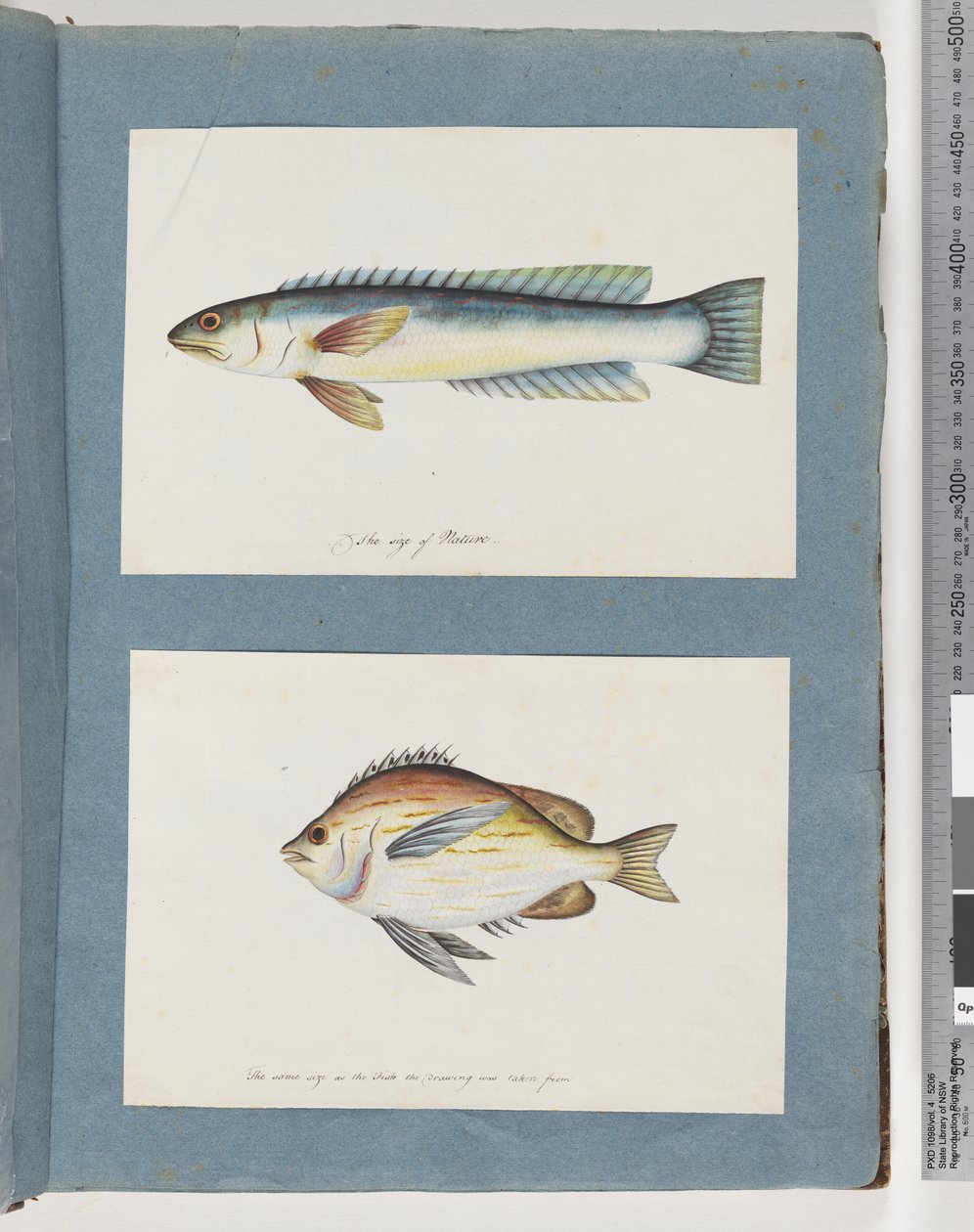 Poisson non identifié - Unknown artist