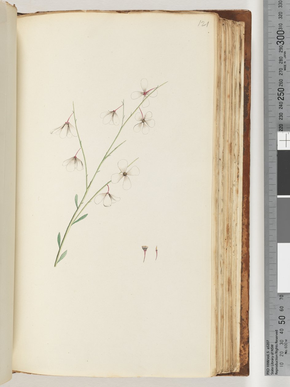 Page 121. Plante non identifiée - Unknown artist