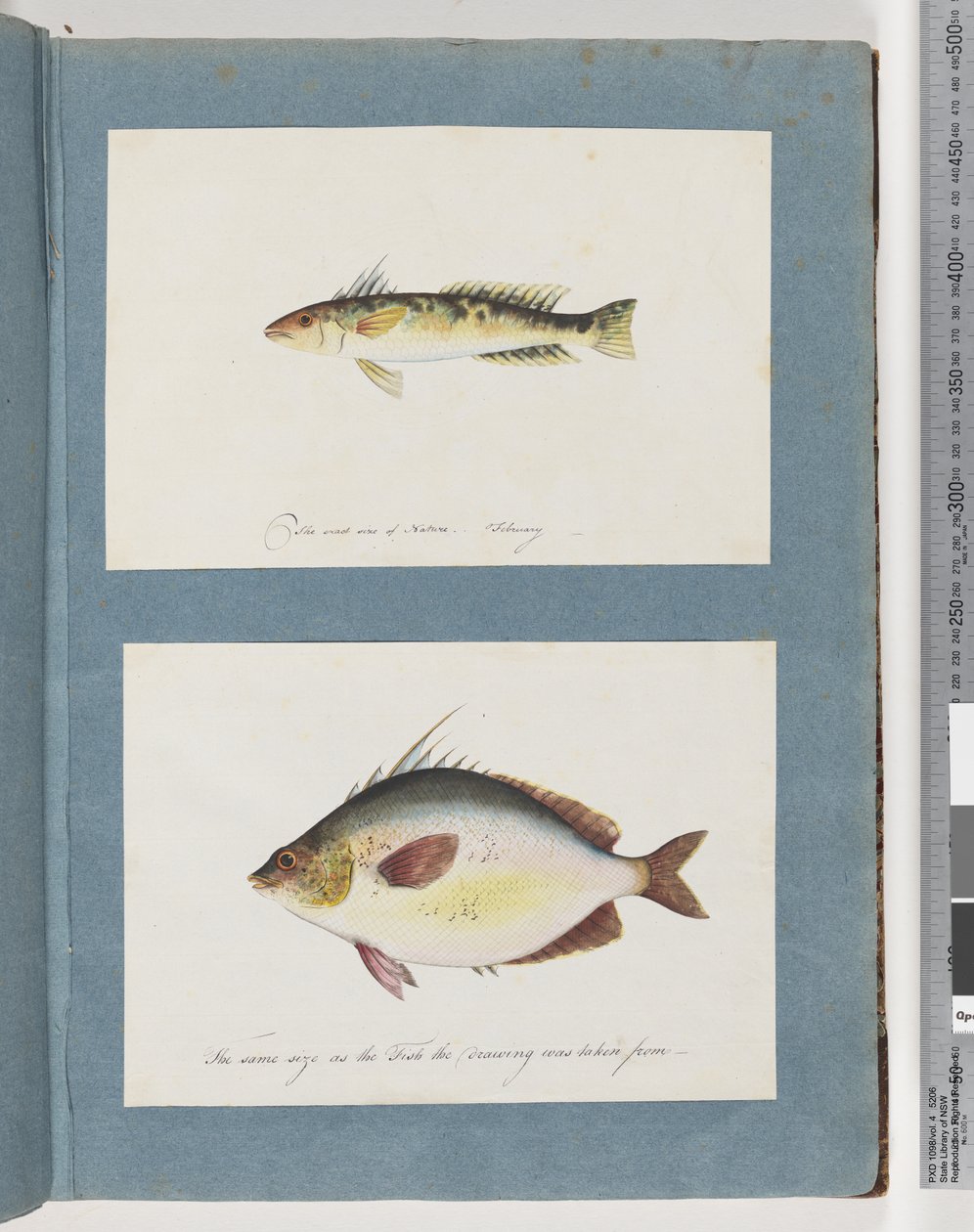 Page 13. Poisson non identifié. 14. Poisson non identifié - Unknown artist
