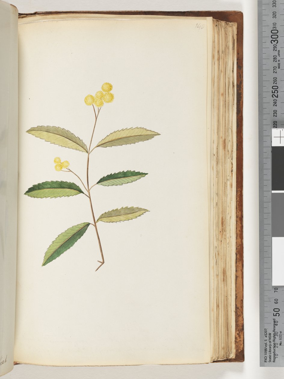 Page 140. Fleur non identifiée, octobre 1794 - Unknown artist