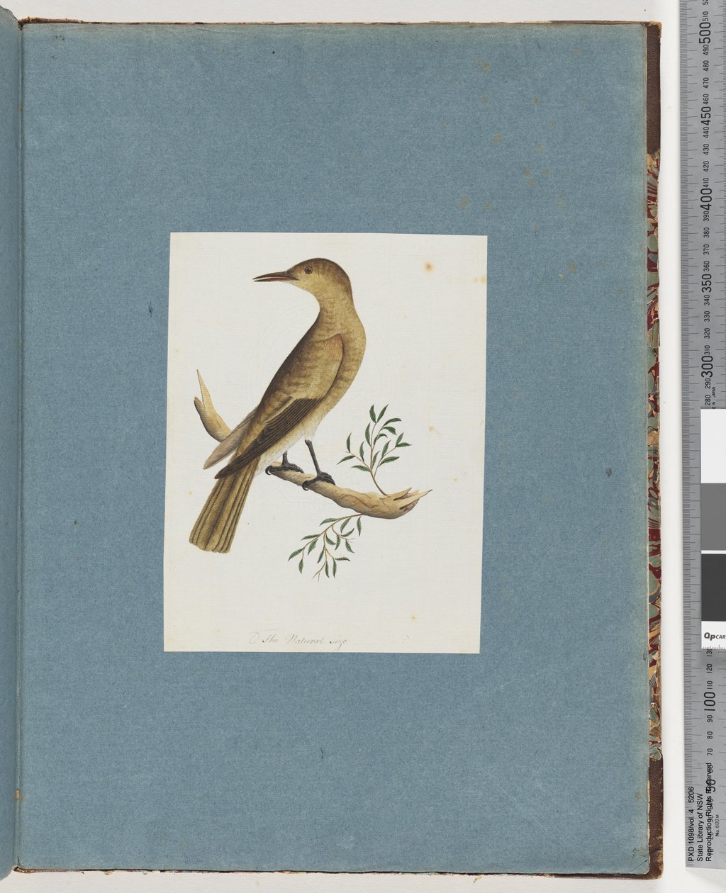 Page 144. Oiseau non identifié - Unknown artist