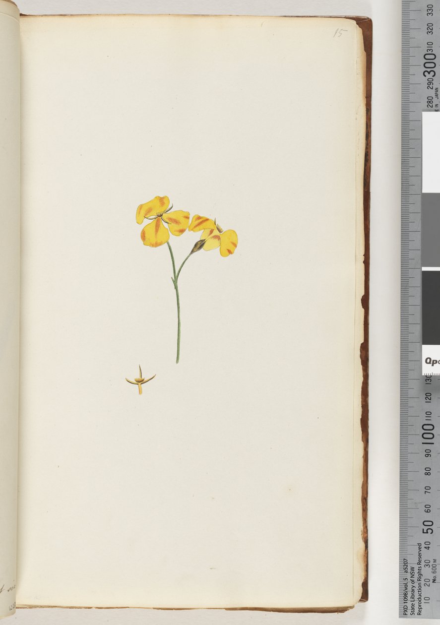 Page 15. Plante non identifiée - Unknown artist