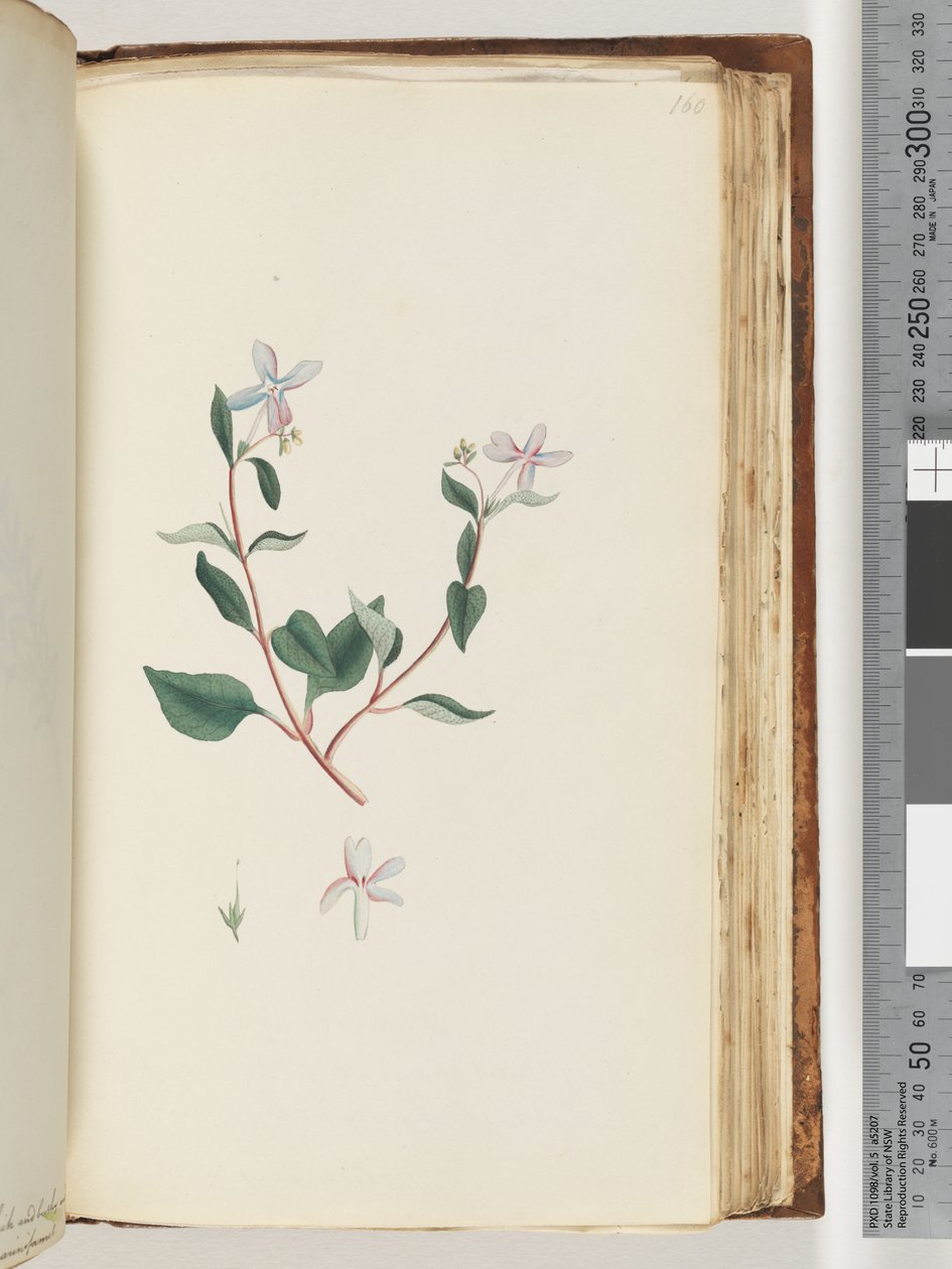 Page 160. Plante non identifiée - Unknown artist