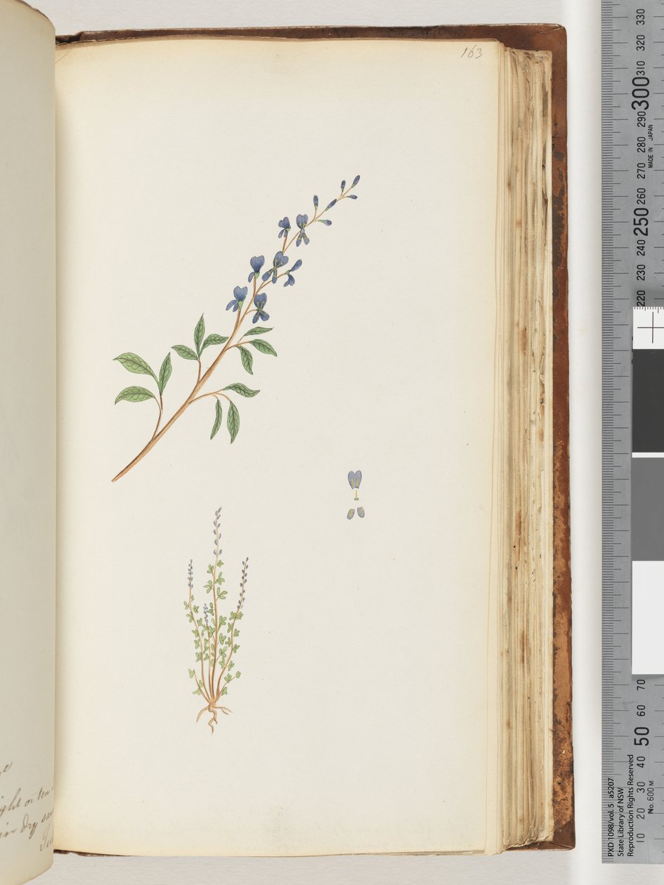 Page 163. Plante non identifiée - Unknown artist