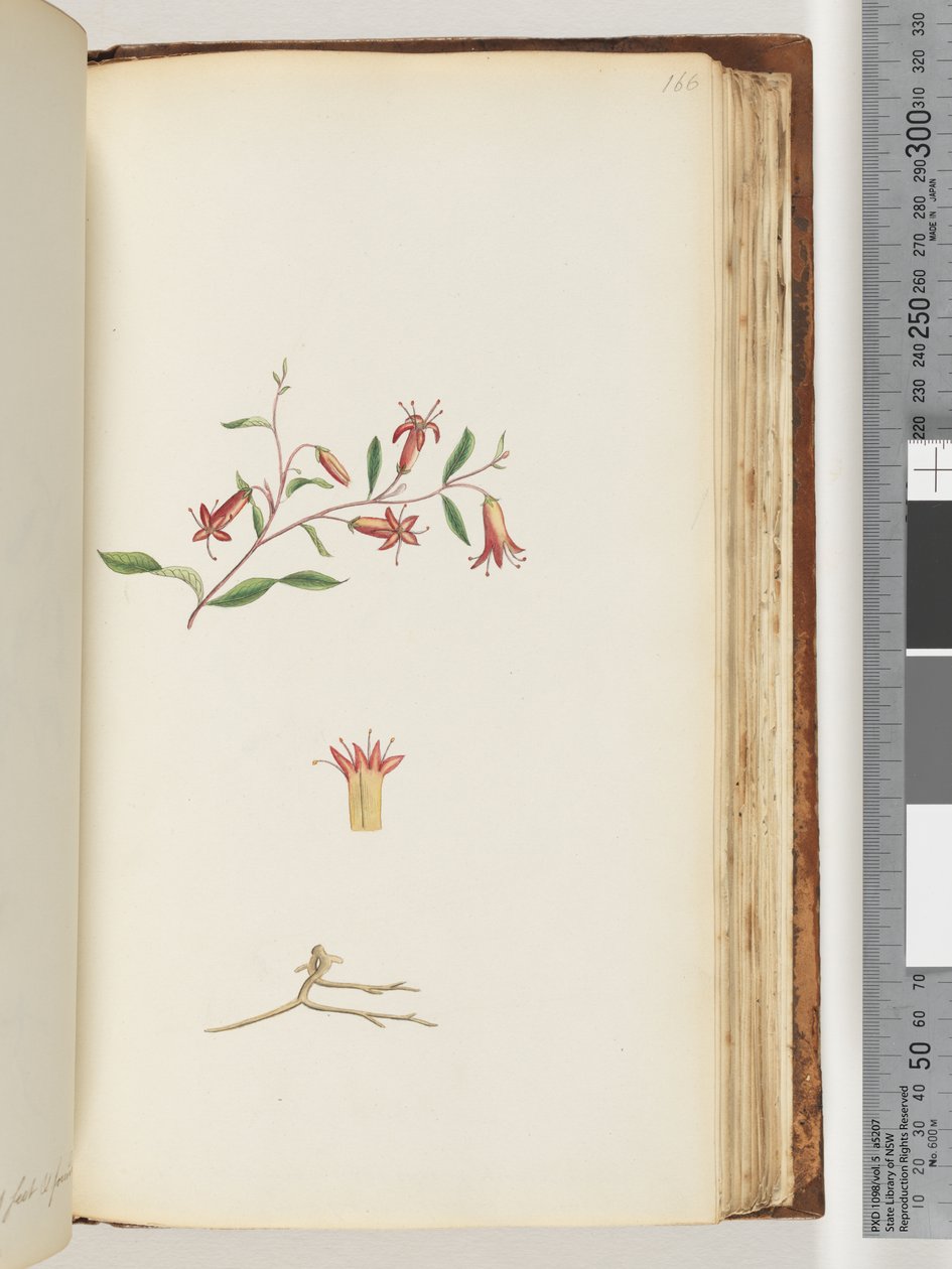 Page 166. Plante non identifiée - Unknown artist