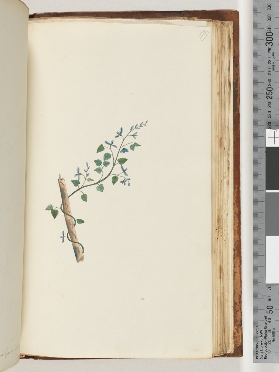 Page 179. Plante non identifiée - Unknown artist