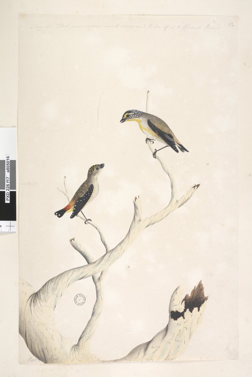 Page 17. Pardalotus. le long du bord supérieur dans une autre main août. Tous dessinés à taille réelle. ajouté dans une troisième main et supposé être d