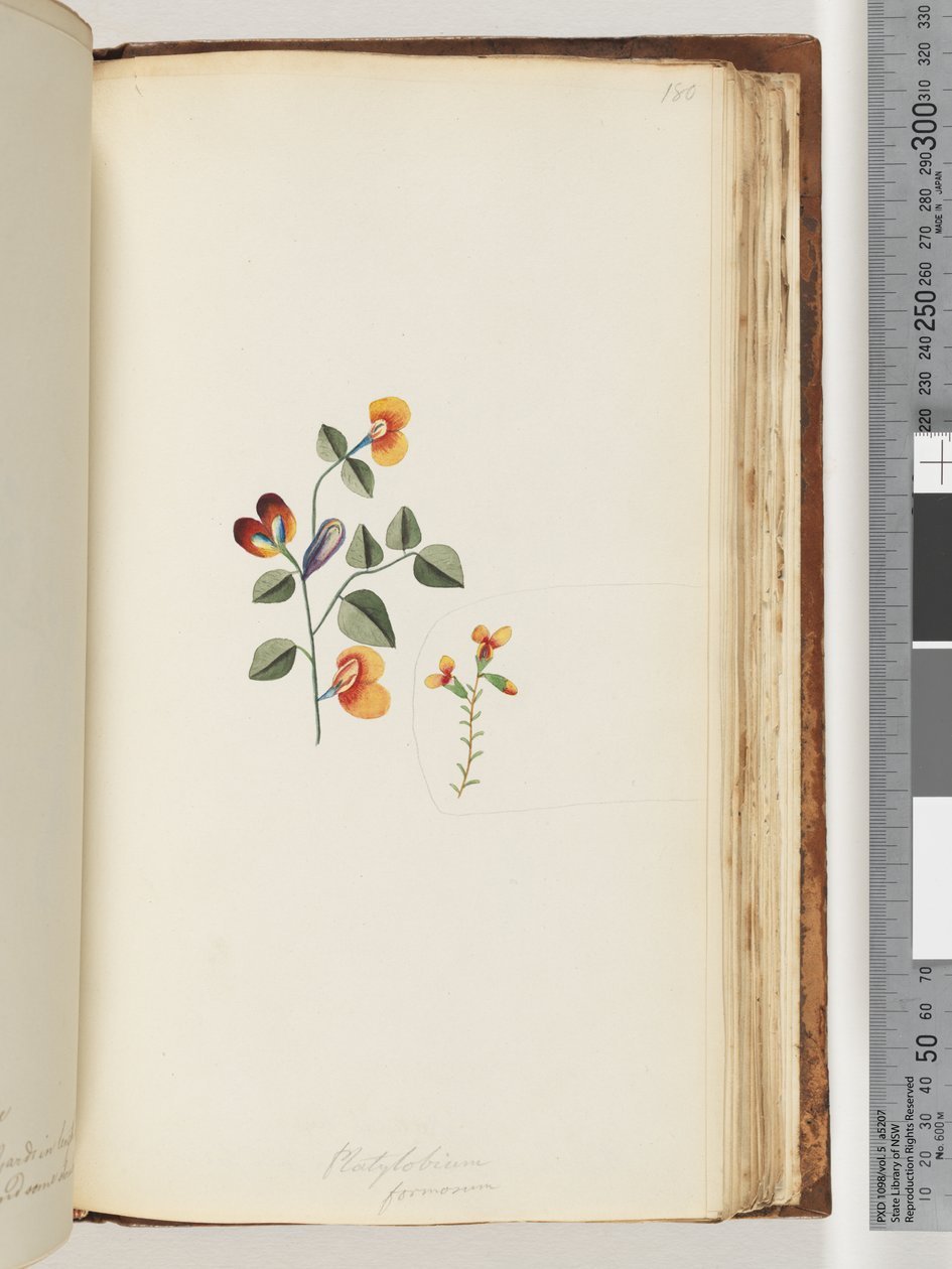 Page 180. Platylobium formosum / Pois plat élégant - Unknown artist