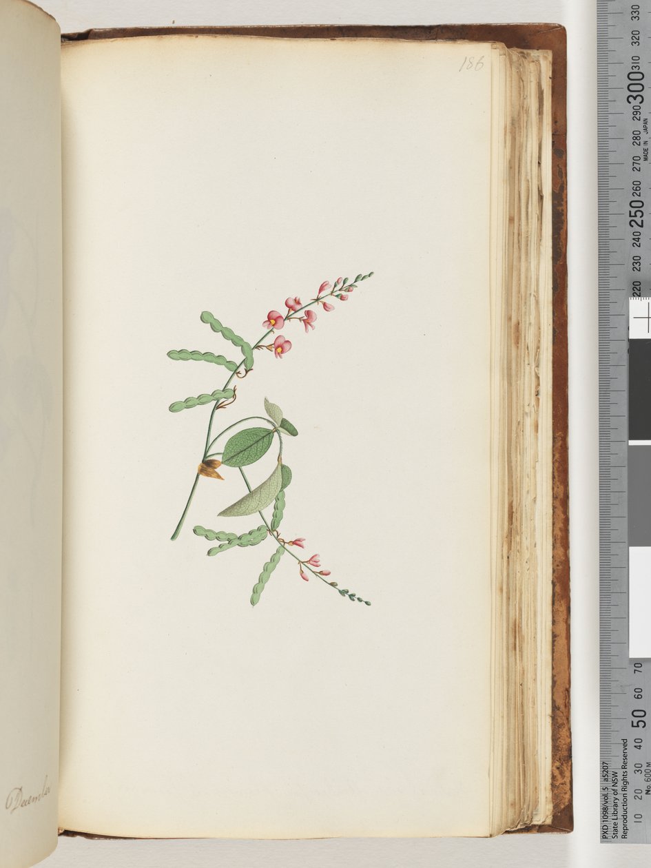 Page 186. Plante à fleurs, une liane - Unknown artist