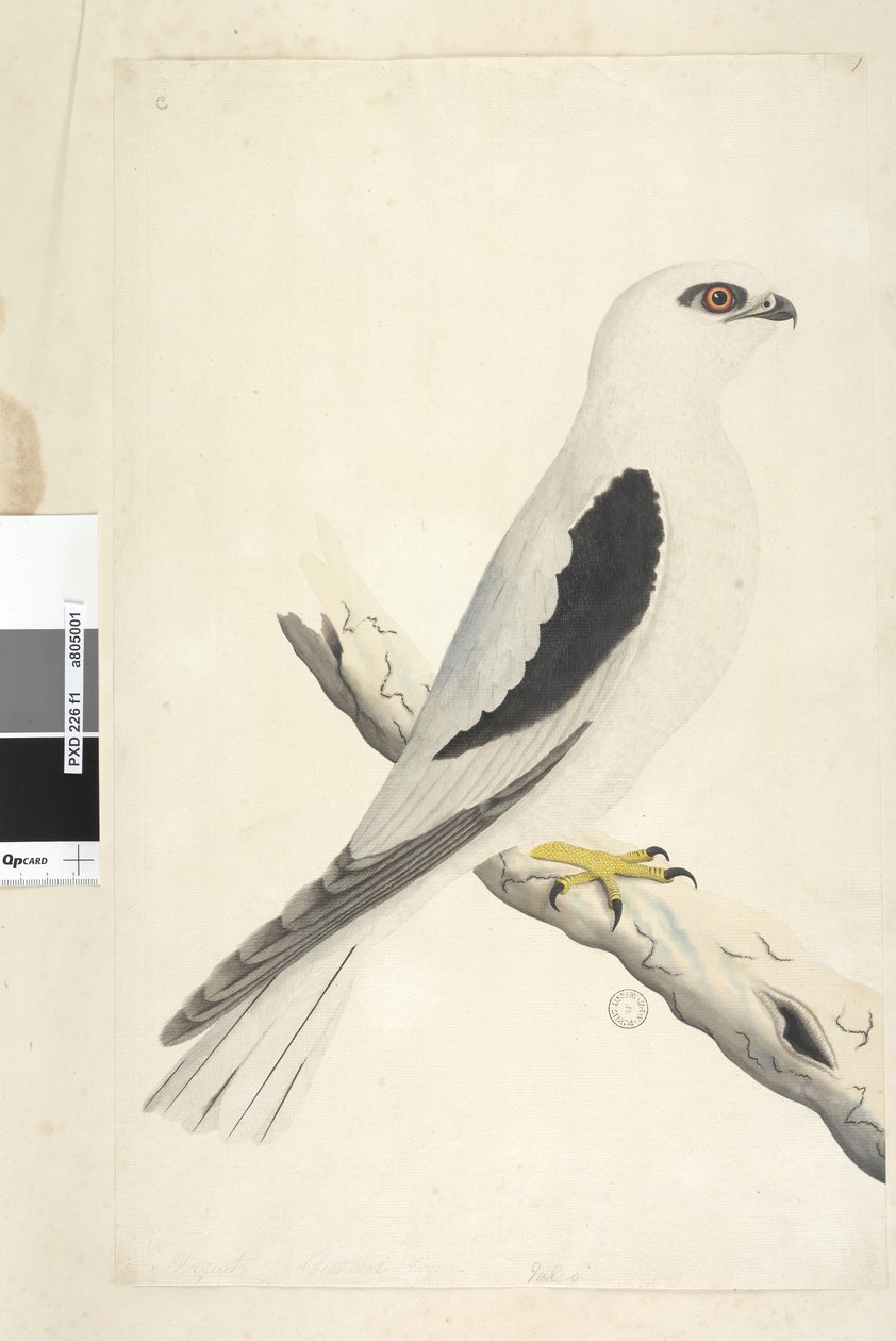 Page 1. Faucon, aperçu en août. Taille naturelle. Milan à épaulettes noires Elanus axillaris Elanus notatus, 1791-92 - Unknown artist