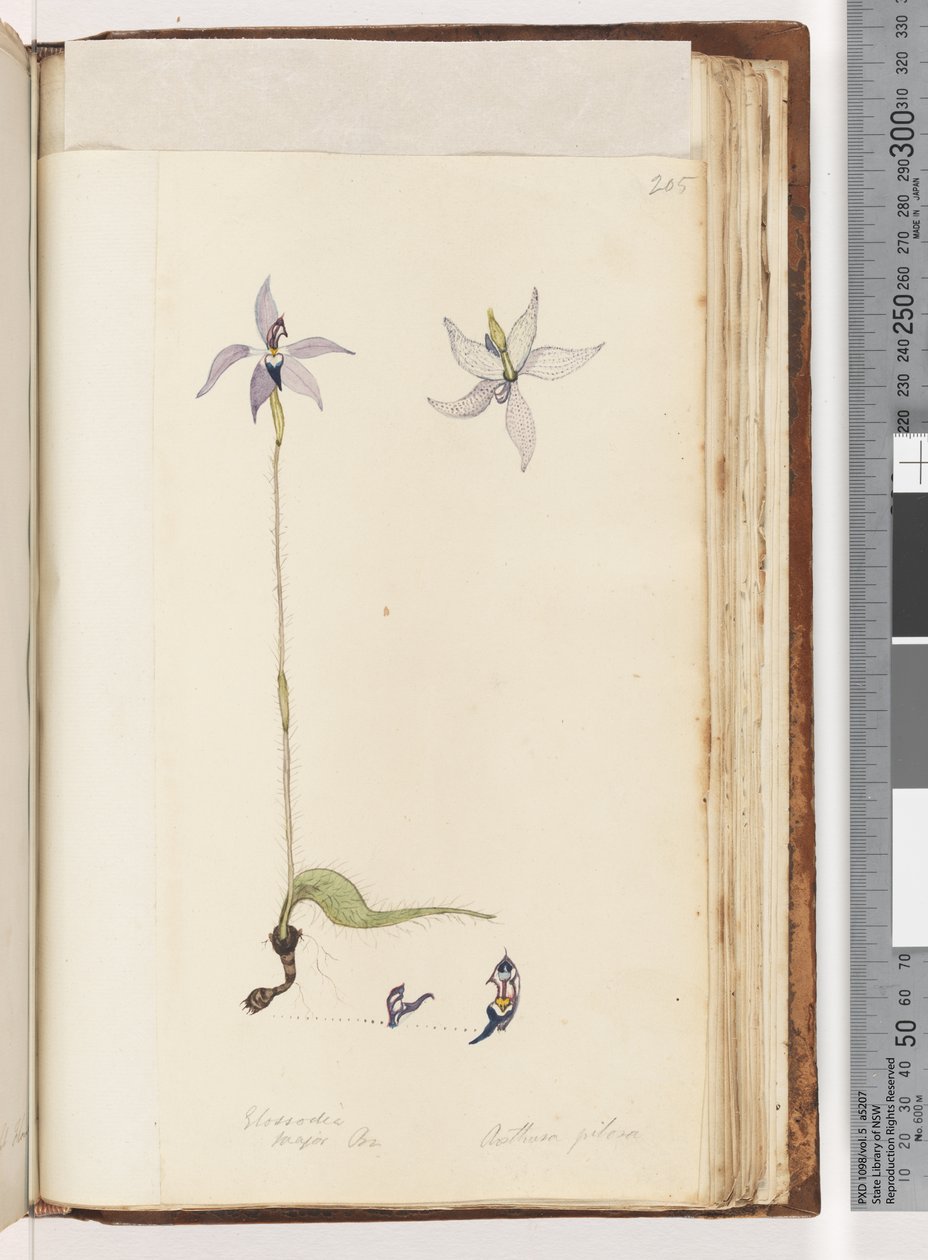 Page 205. Glossodia. Arethusa pilosa / Orchidée à lèvres de cire - Unknown artist