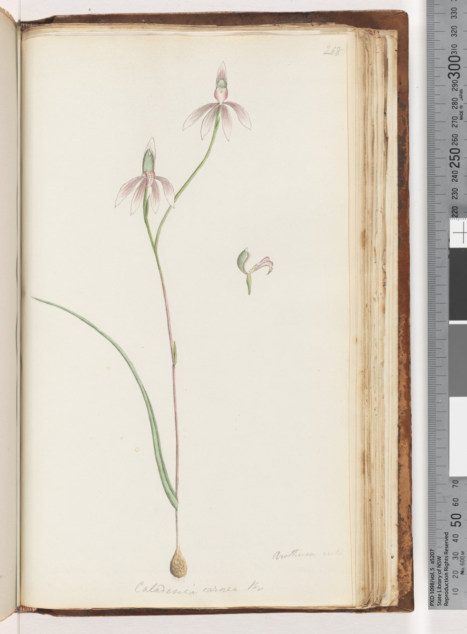 Page 208. Arethusa certe? Caladenia carnea / Orchidée doigts roses - Unknown artist