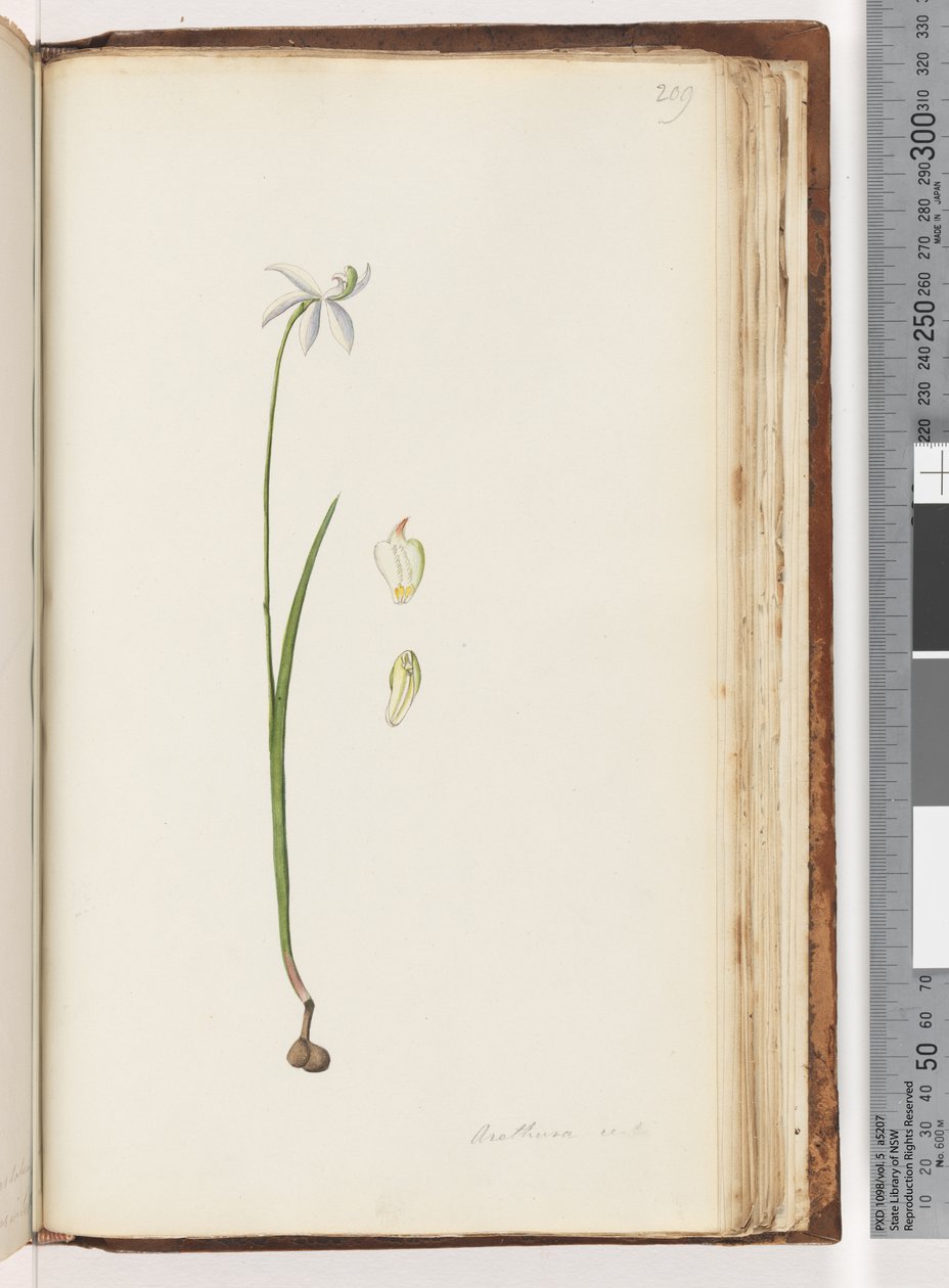 Page 209. Arethusa certe? - Unknown artist