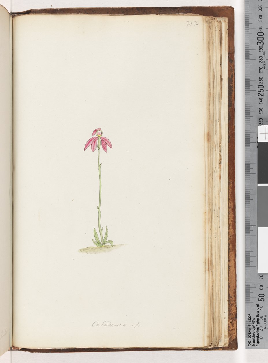 Page 212. Caladenia sp - Unknown artist