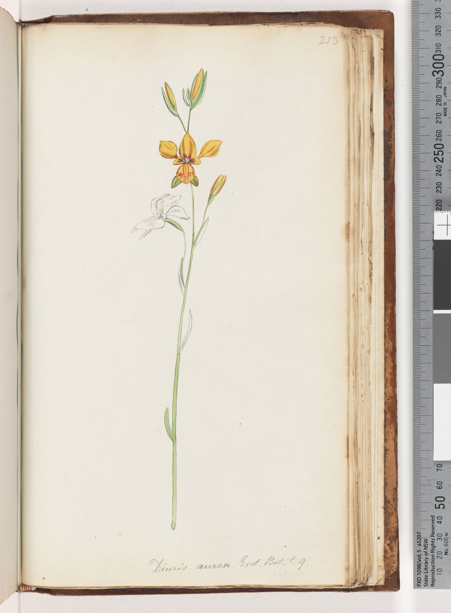 Page 213. Diuris aurea. Exot. Bot. t. 9. Orchidée âne dorée - Unknown artist