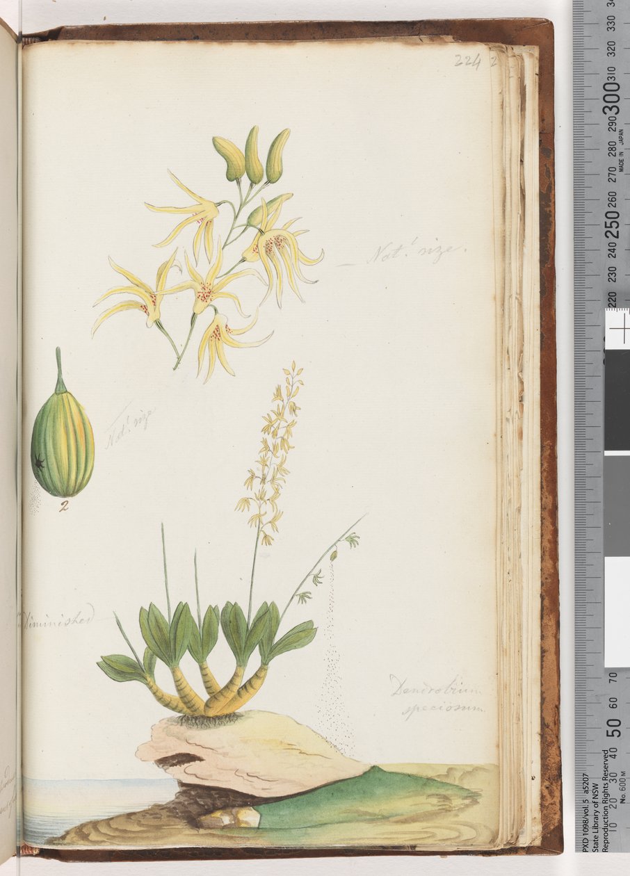 Page 224. Dendrobium speciosum / Orchidée de roche - Unknown artist