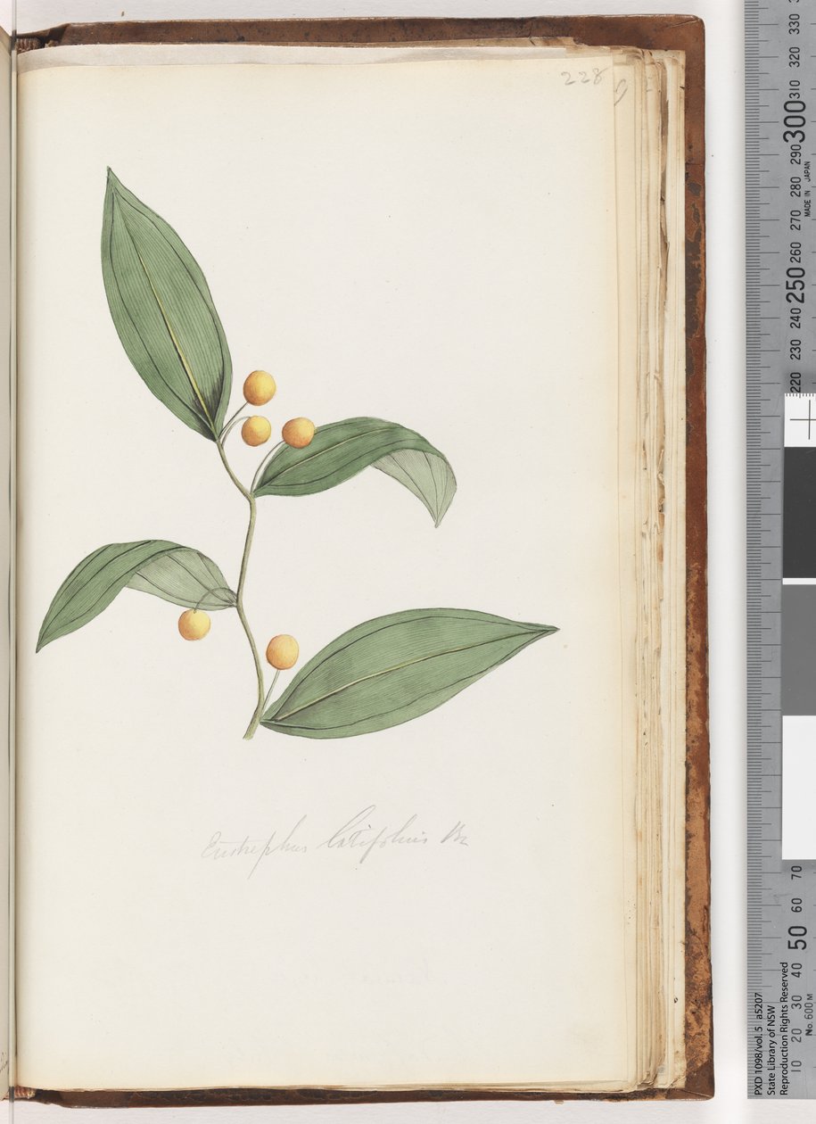 Page 228. Eustrephus latifolius / Baie de wombat - Unknown artist