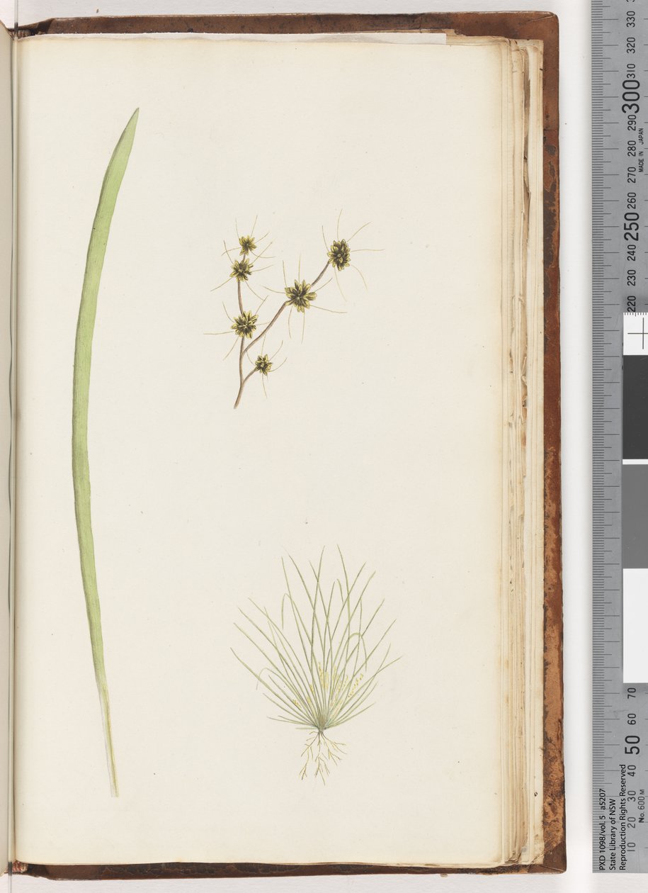 Page 234a. 1/4 Plante non identifiée - Unknown artist