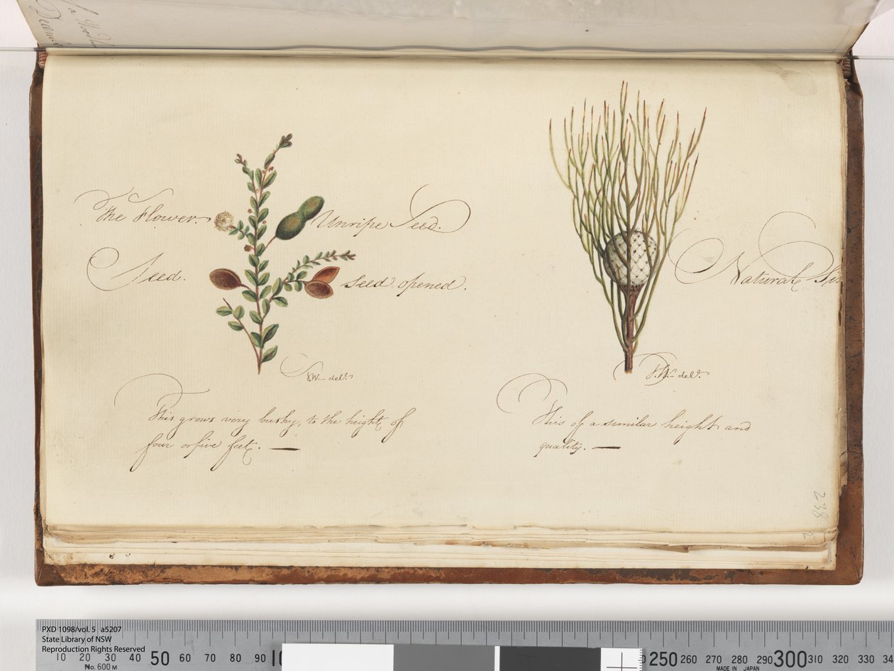 Page 238. Plante non identifiée - Unknown artist