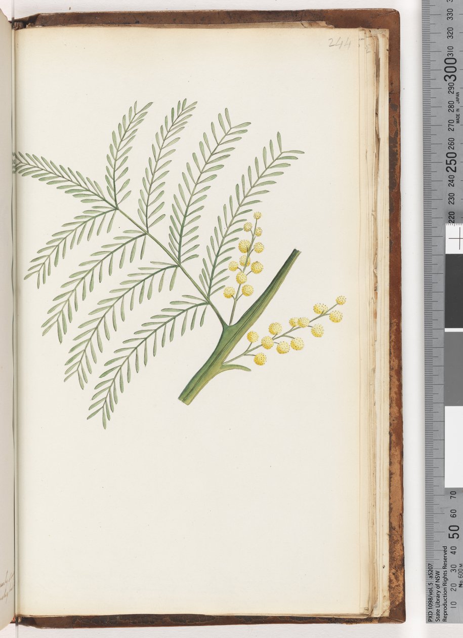 Page 244. Plante non identifiée - Unknown