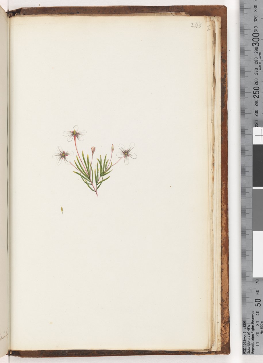 Page 248. Plante non identifiée - Unknown