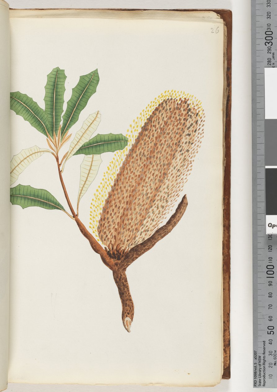 Page 26. Plante à fleurs sans nom - Unknown artist