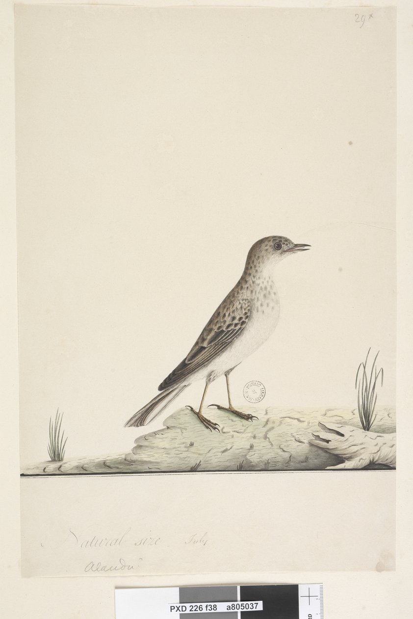Page 38. Alundu? au-dessus du titre dans une autre main Taille naturelle, Juillet Pipit Anthus australis, 1791-92 - Unknown artist