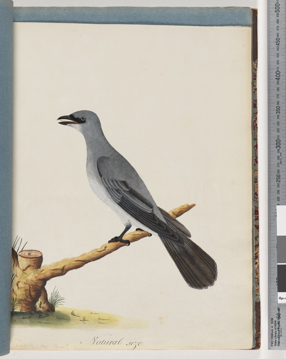 Page 38. Oiseau non identifié, probablement un grand lanius - Unknown artist