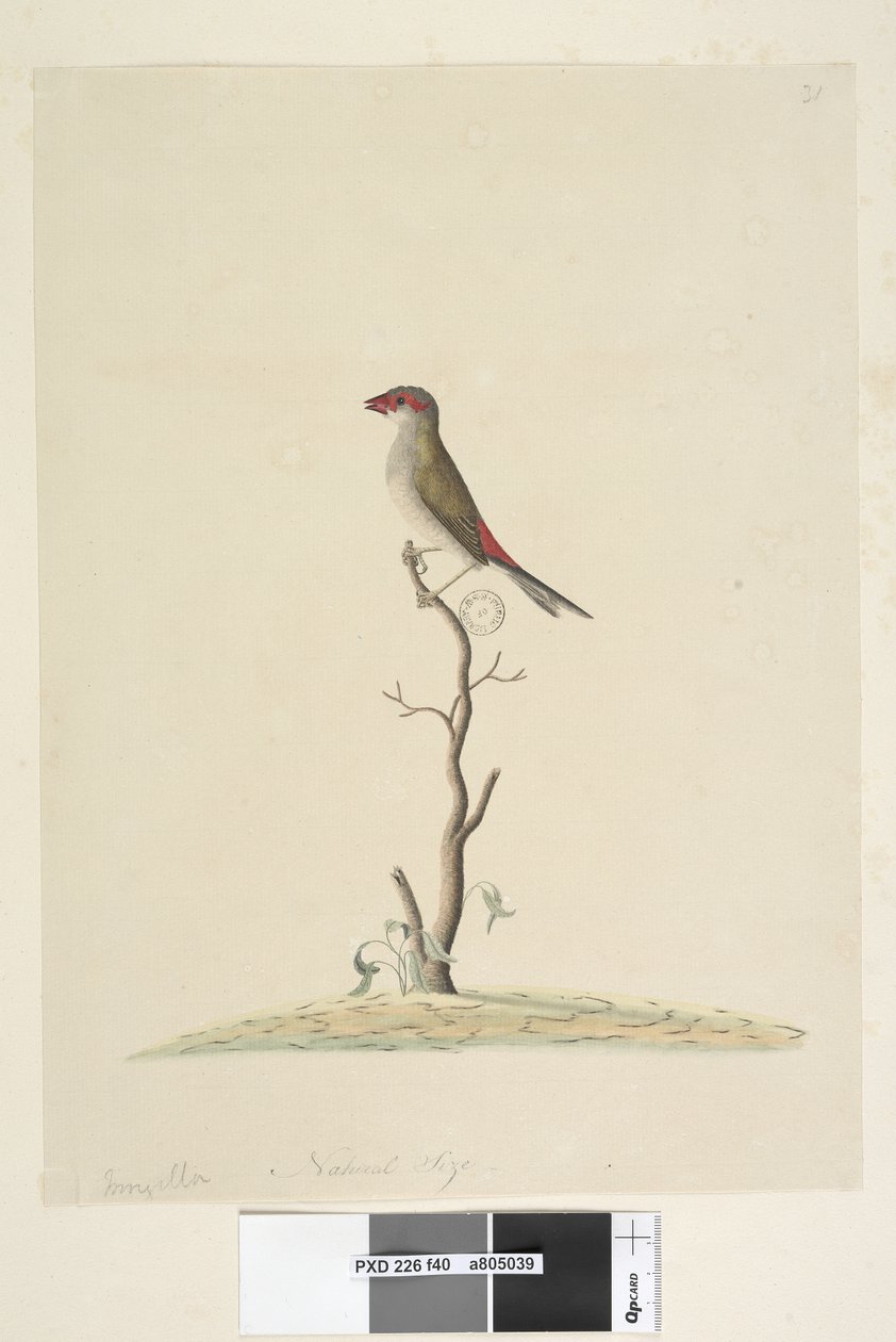 Page 40. Fringilla. Taille réelle Pinson à sourcils rouges Neochmia temporalis Aegintha temporalis, 1791-92 - Unknown artist