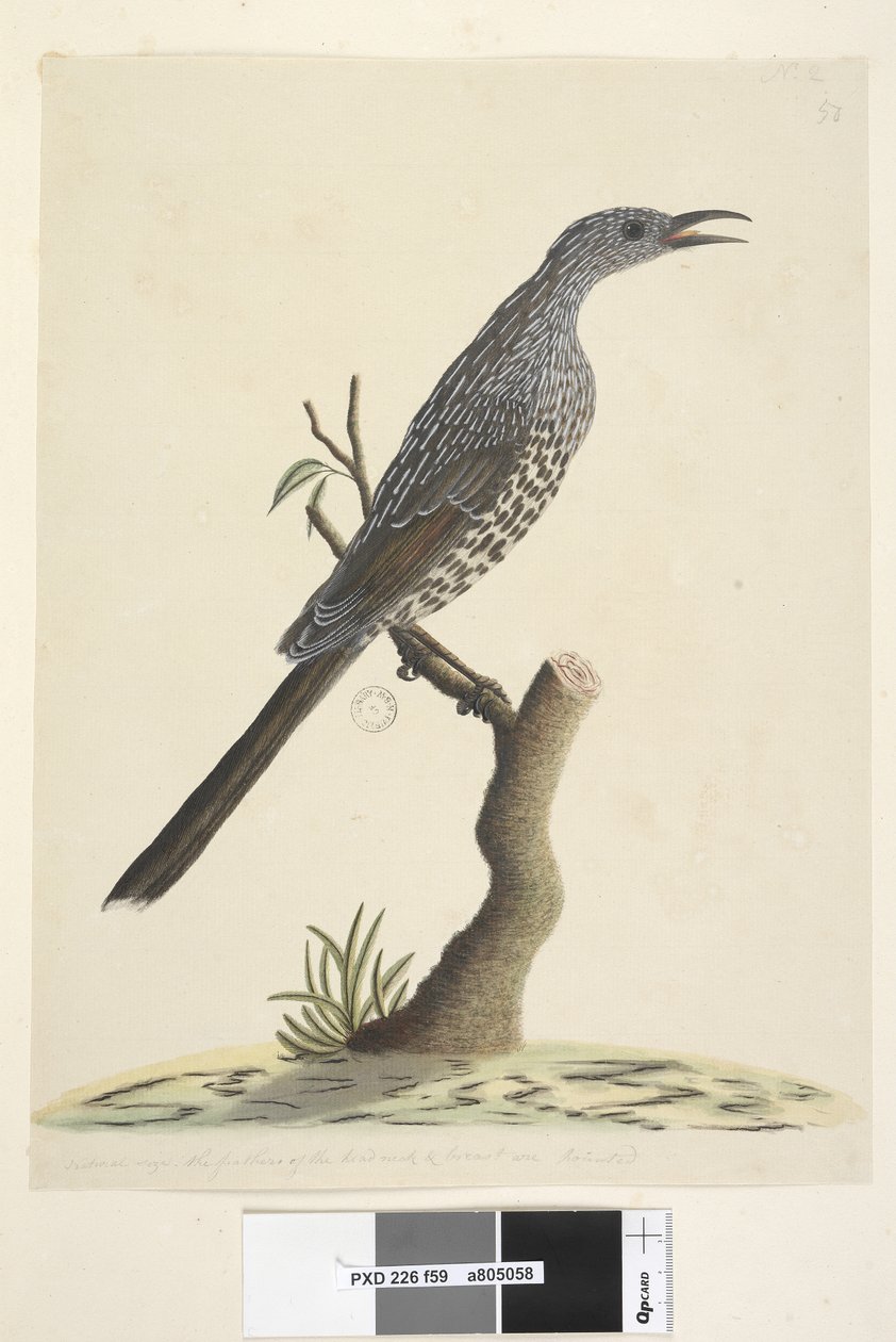 Page 59. Taille naturelle, les plumes de la tête, du cou et de la poitrine sont pointues Brush Wattle, Oiseau Anthochaera chrysoptera, 1791-92 - Unknown artist
