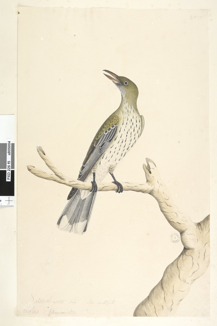 Page 5. Oriolus mimetis. taille naturelle. Juillet, iris douteux Olive, Loriot à dos olive Oriolus sagittatus, 1791-92 - Unknown artist