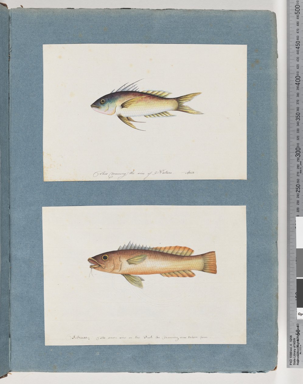 Page 5. Poisson non identifié 6. Poisson non identifié - Unknown artist